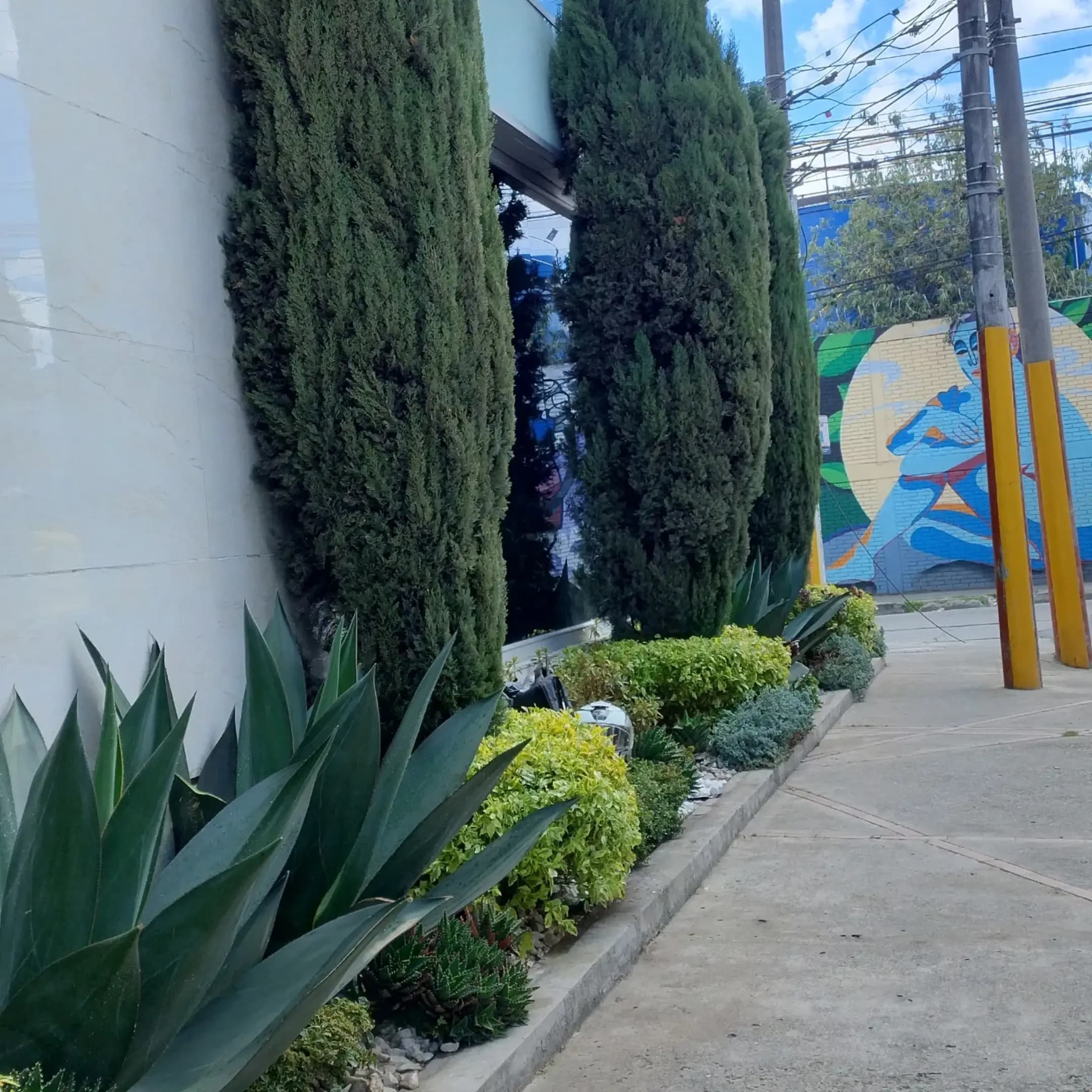 Trabajos cercas vivas