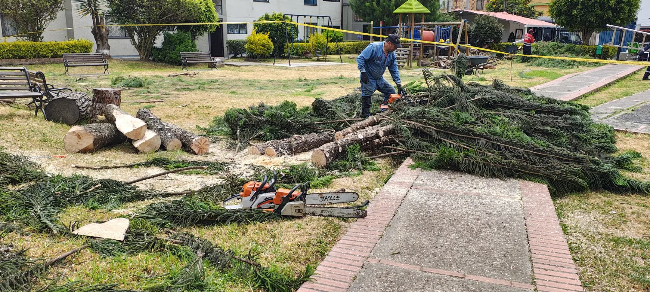 Nuestros trabajos - Tala