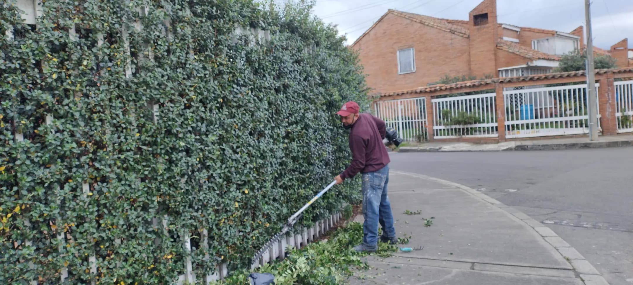 cercas vivas y jardines verticales