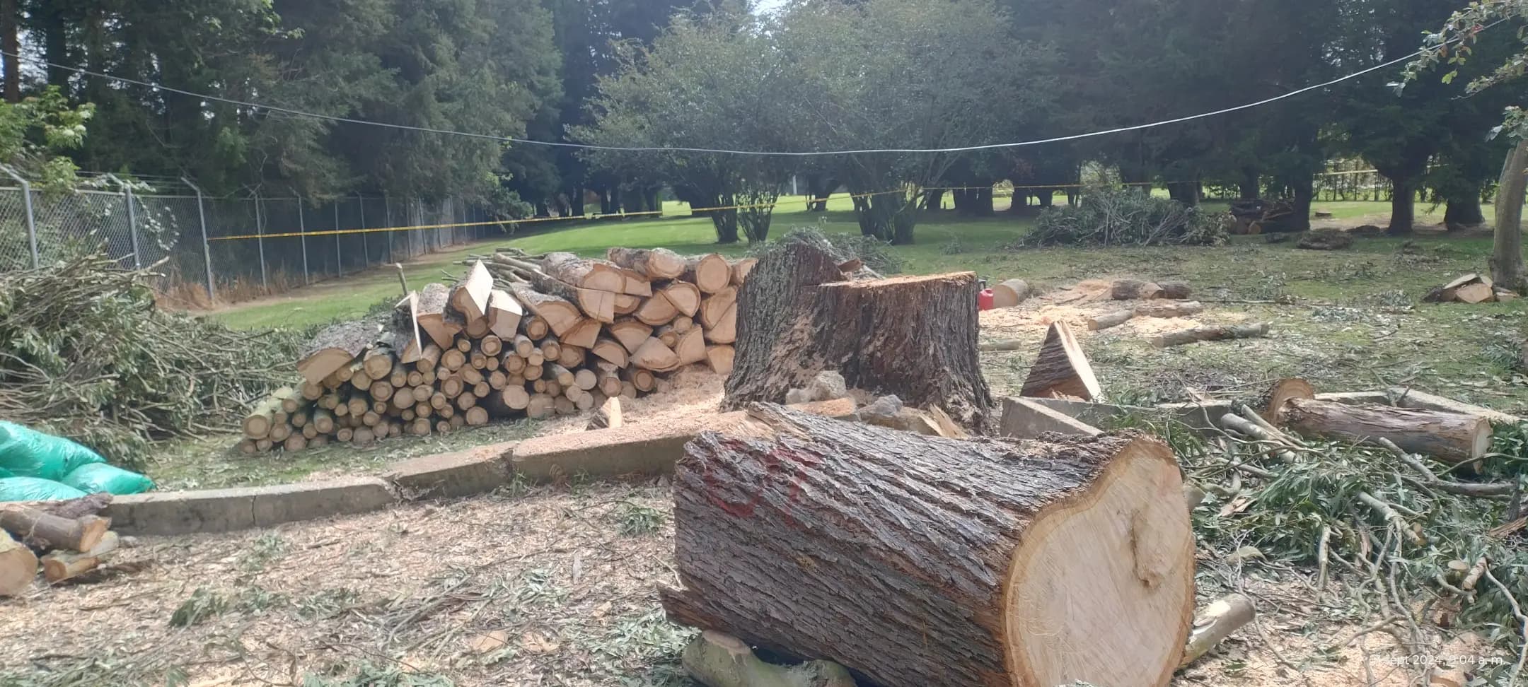 Nuestros trabajos - tala de arboles