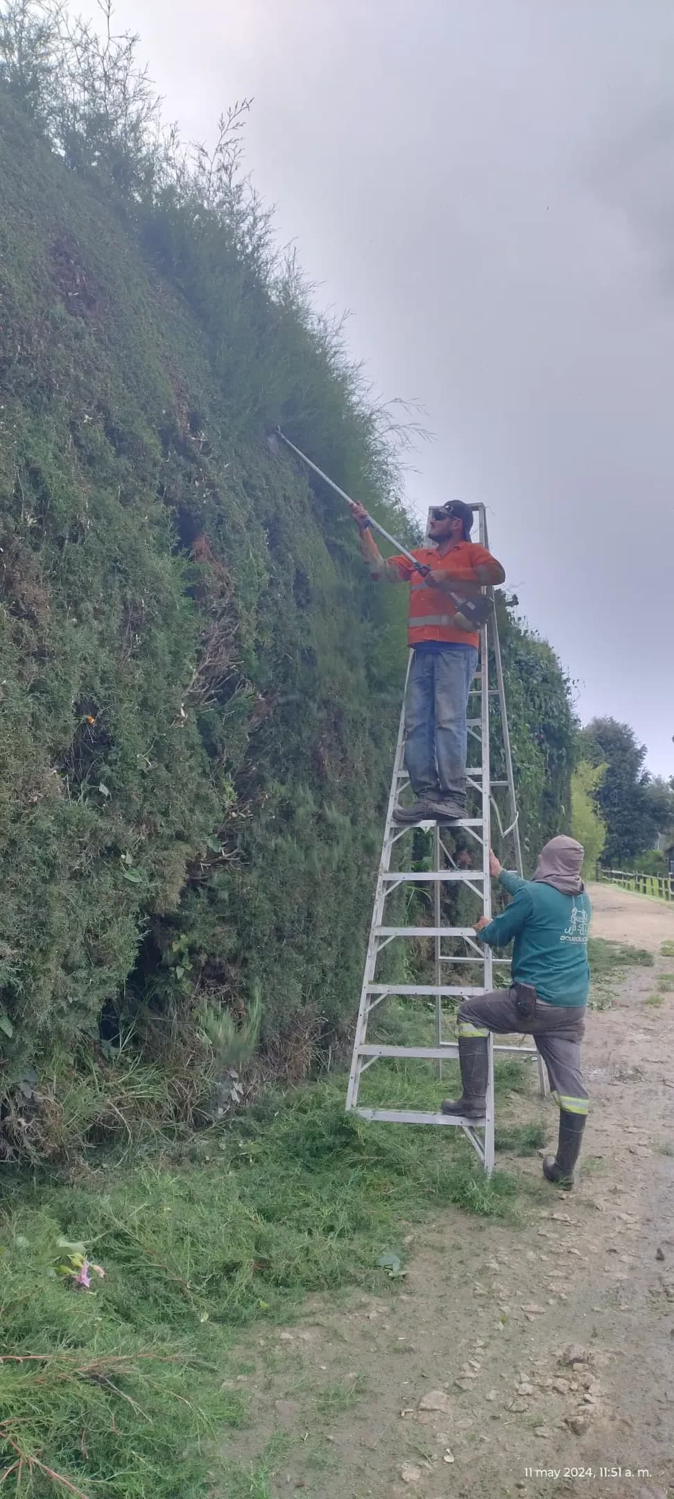 cercas vivas y jardines verticales