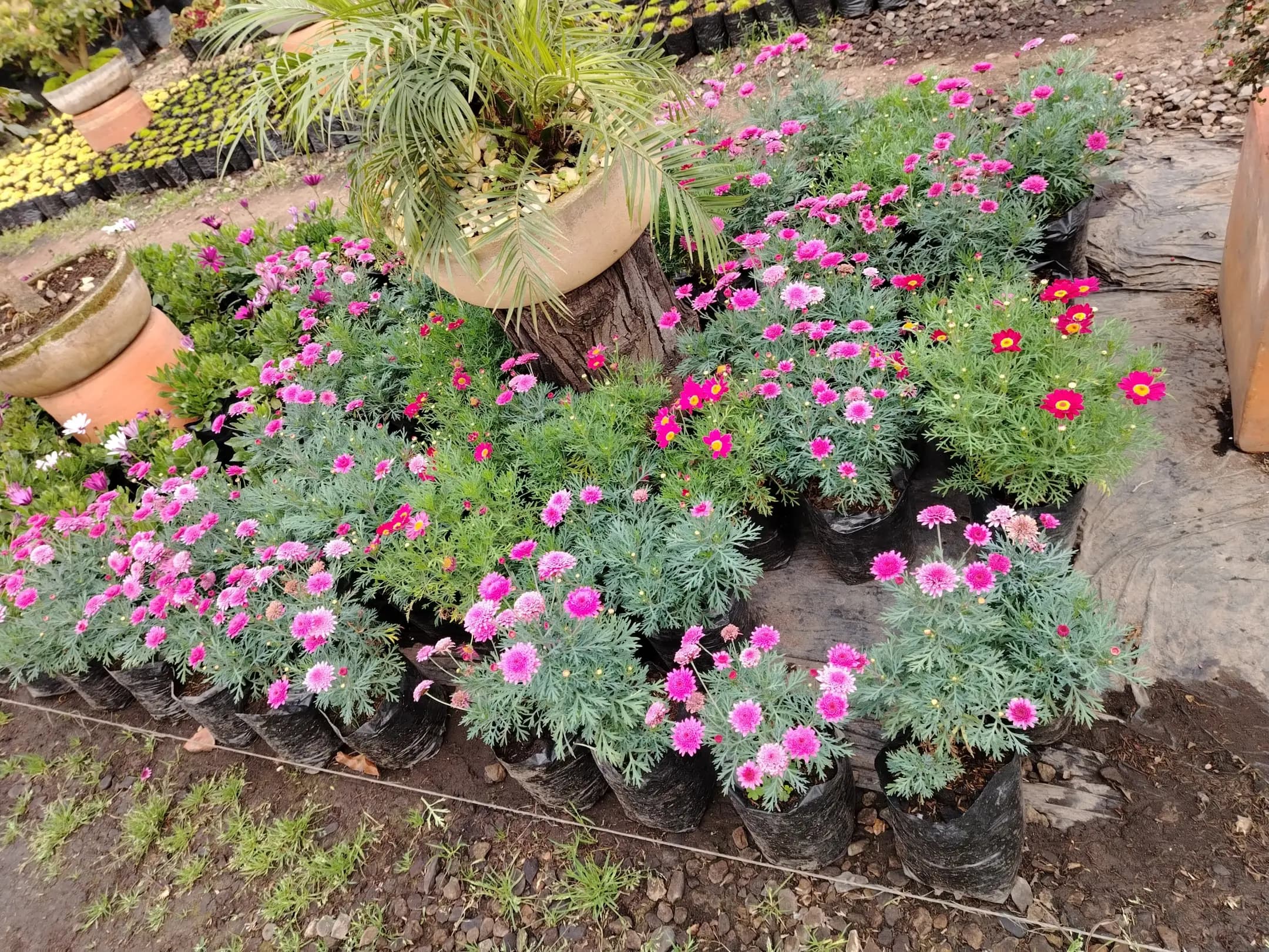 Nuestros trabajos - jardines