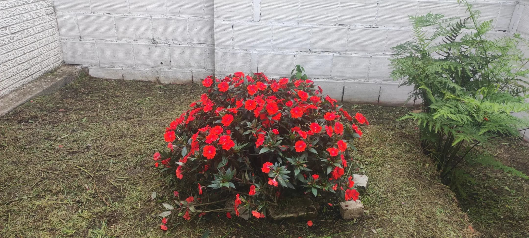 Nuestros trabajos - jardines