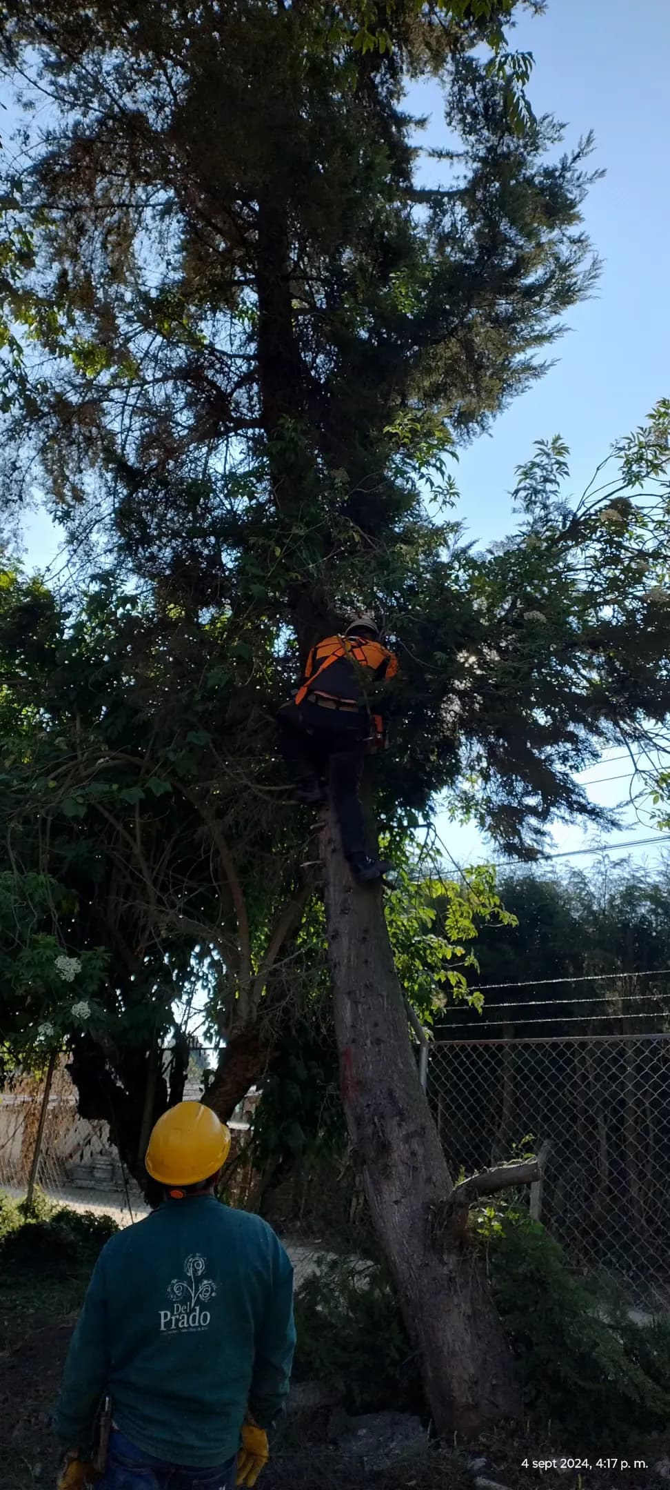 Nuestros trabajos - Tala