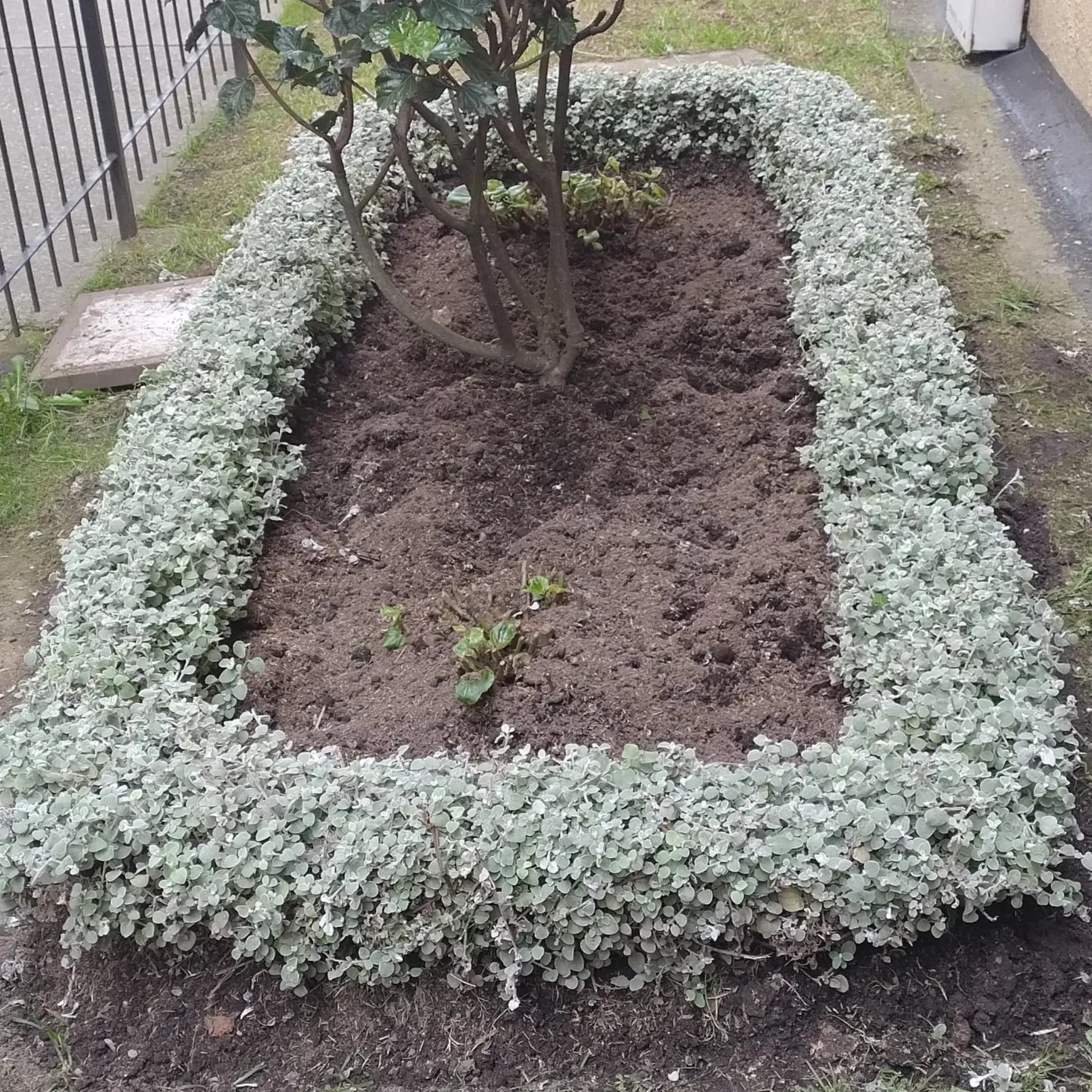 Nuestros trabajos - jardines