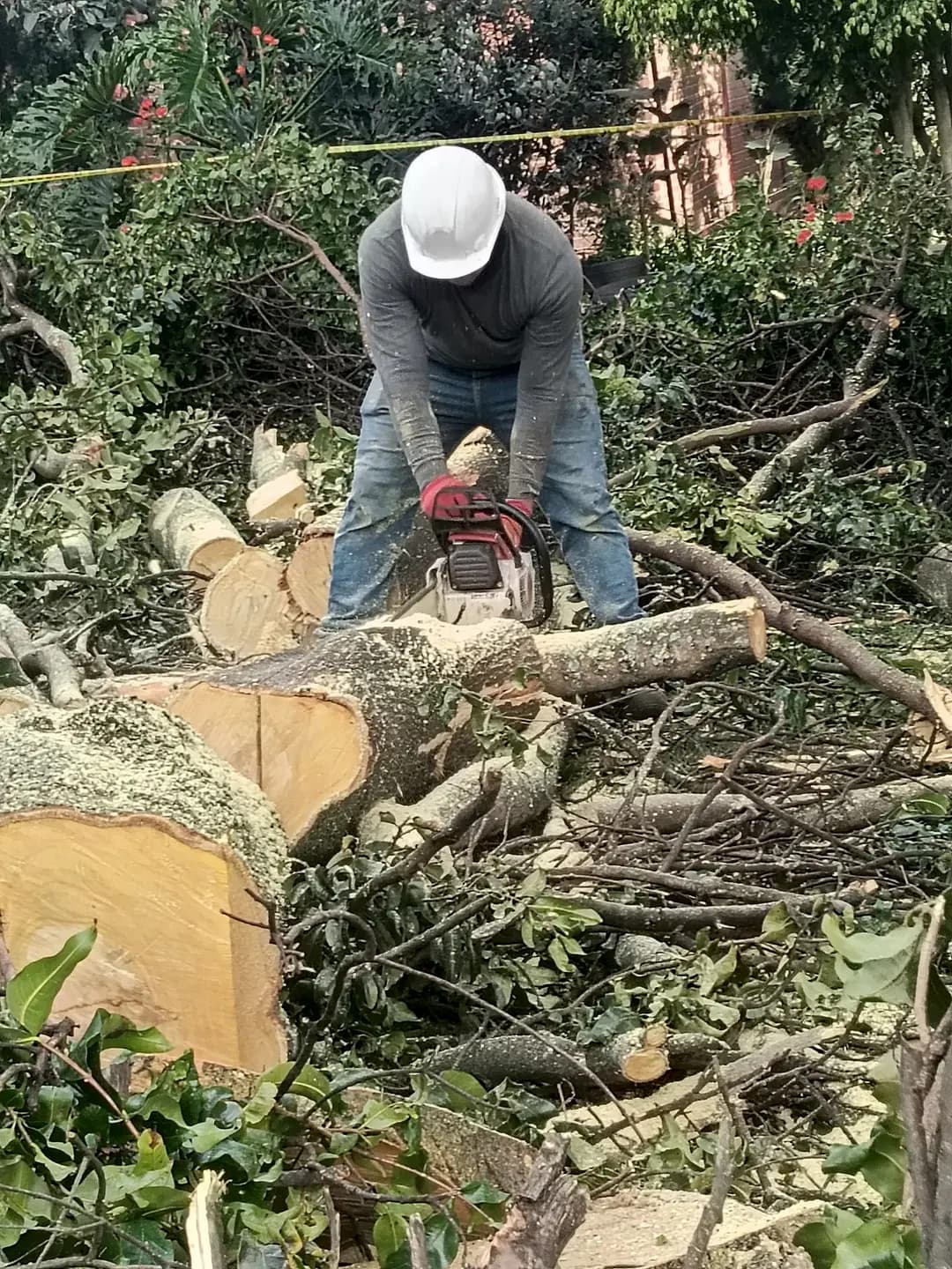 Nuestros trabajos - Tala