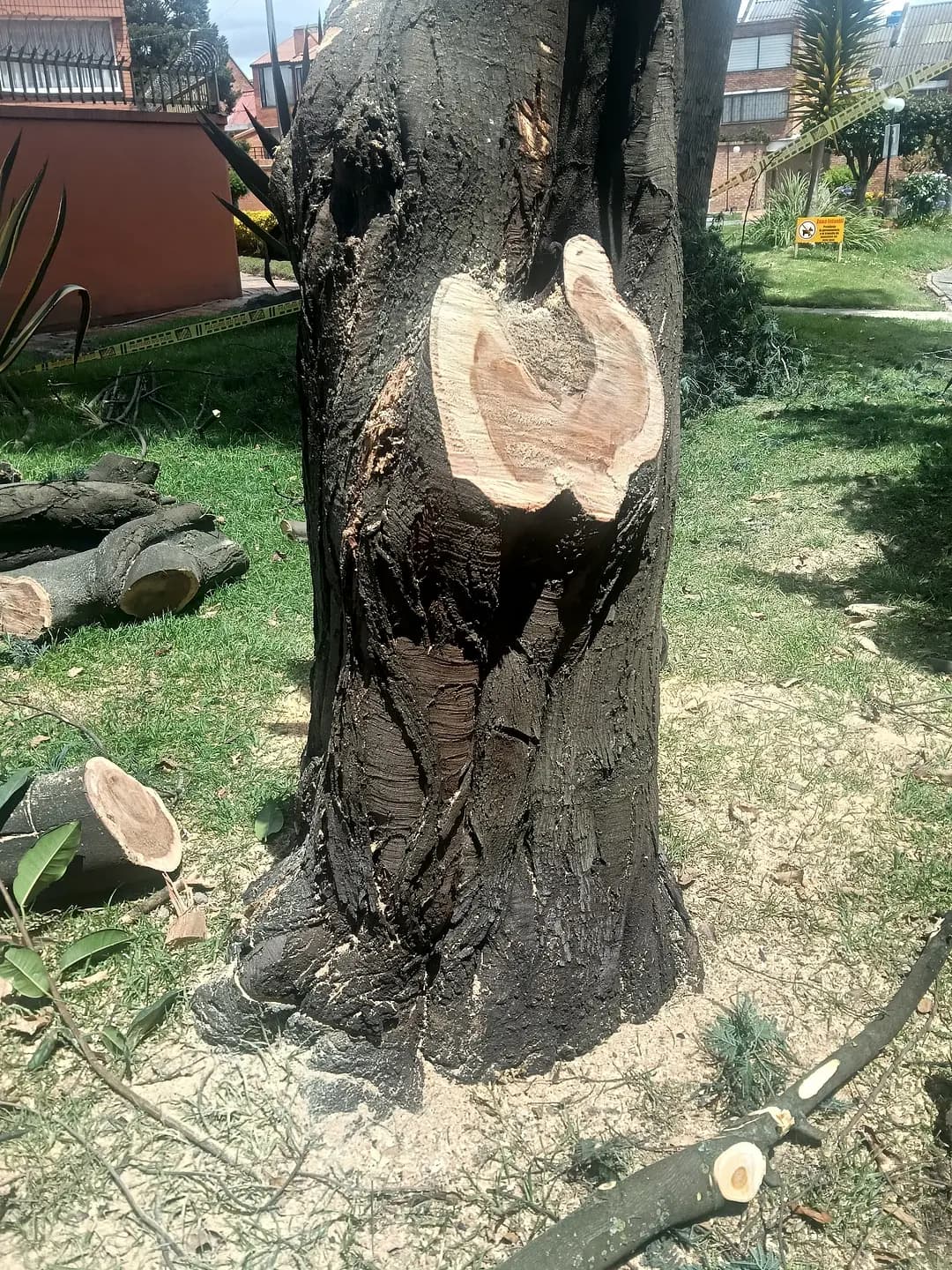 Nuestros trabajos - Tala
